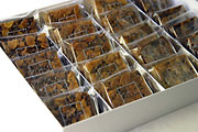 Florentines 30 pieces